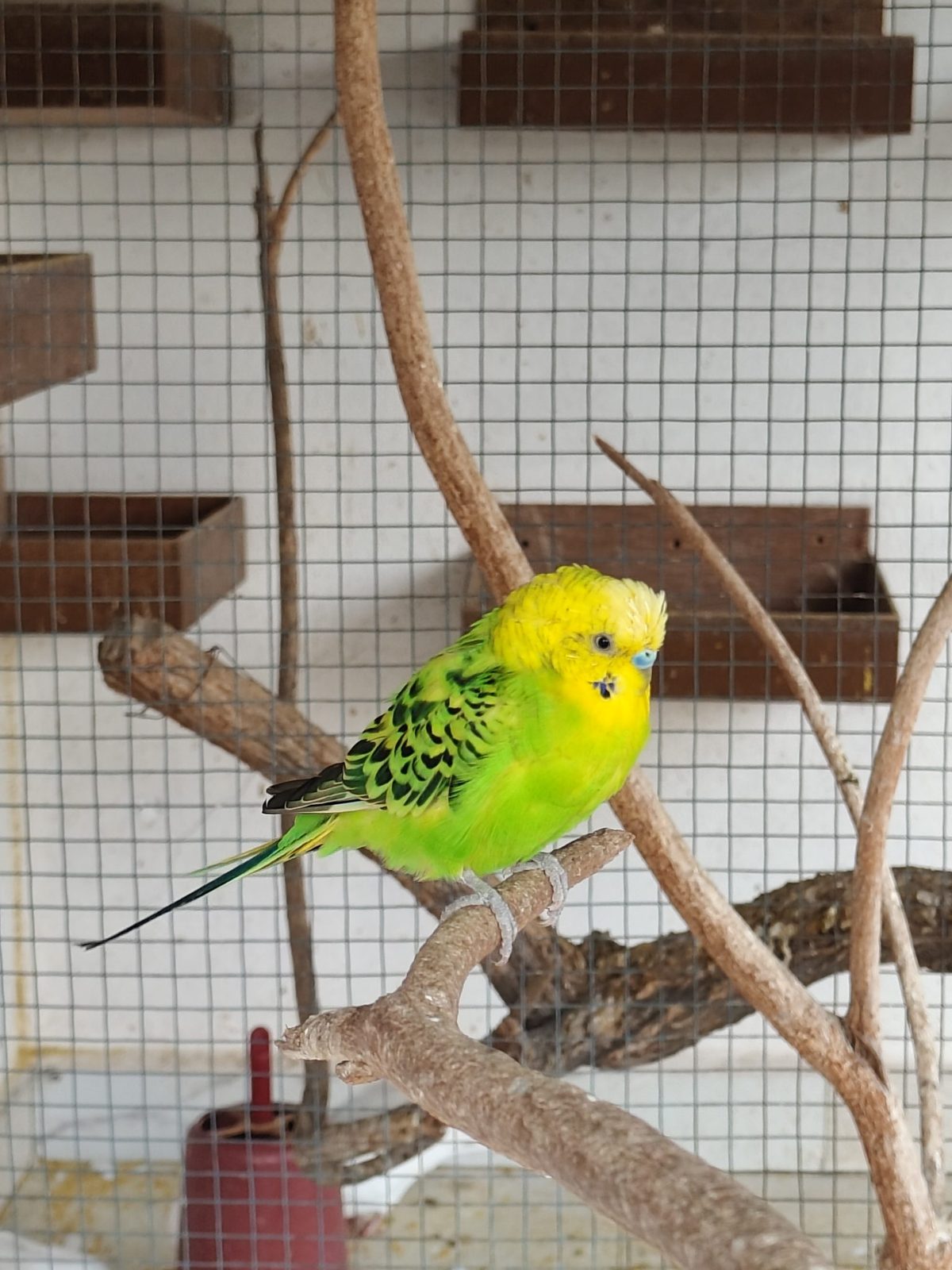 Portrét: Kiwi