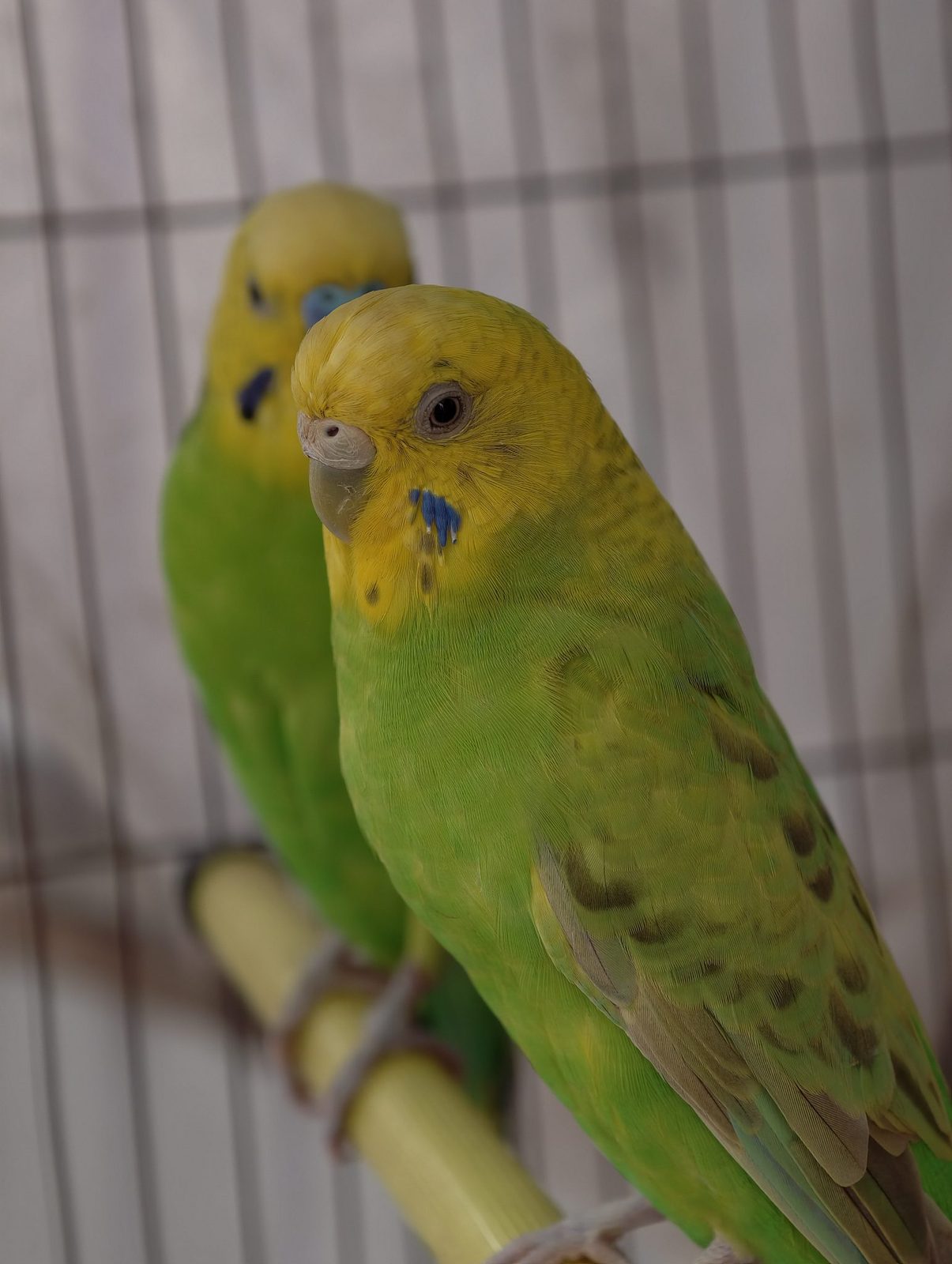Portrét: Kiwi