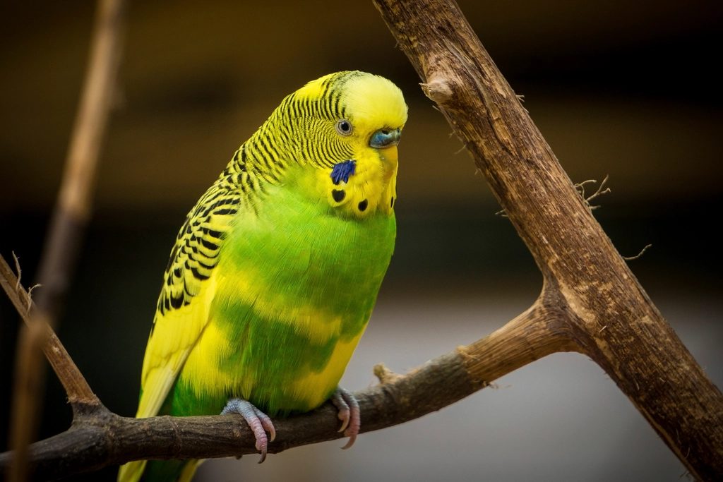 Portrét: Kiwi