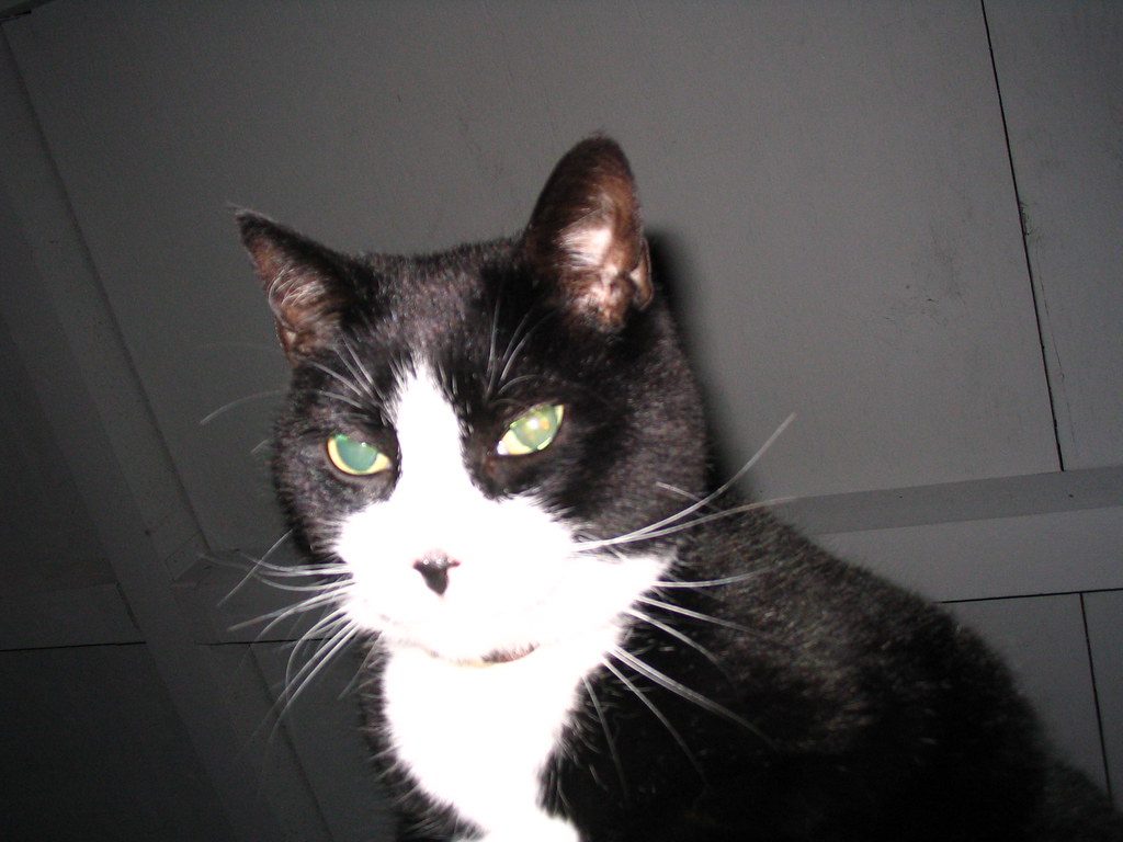 Portrait of Biscuit
