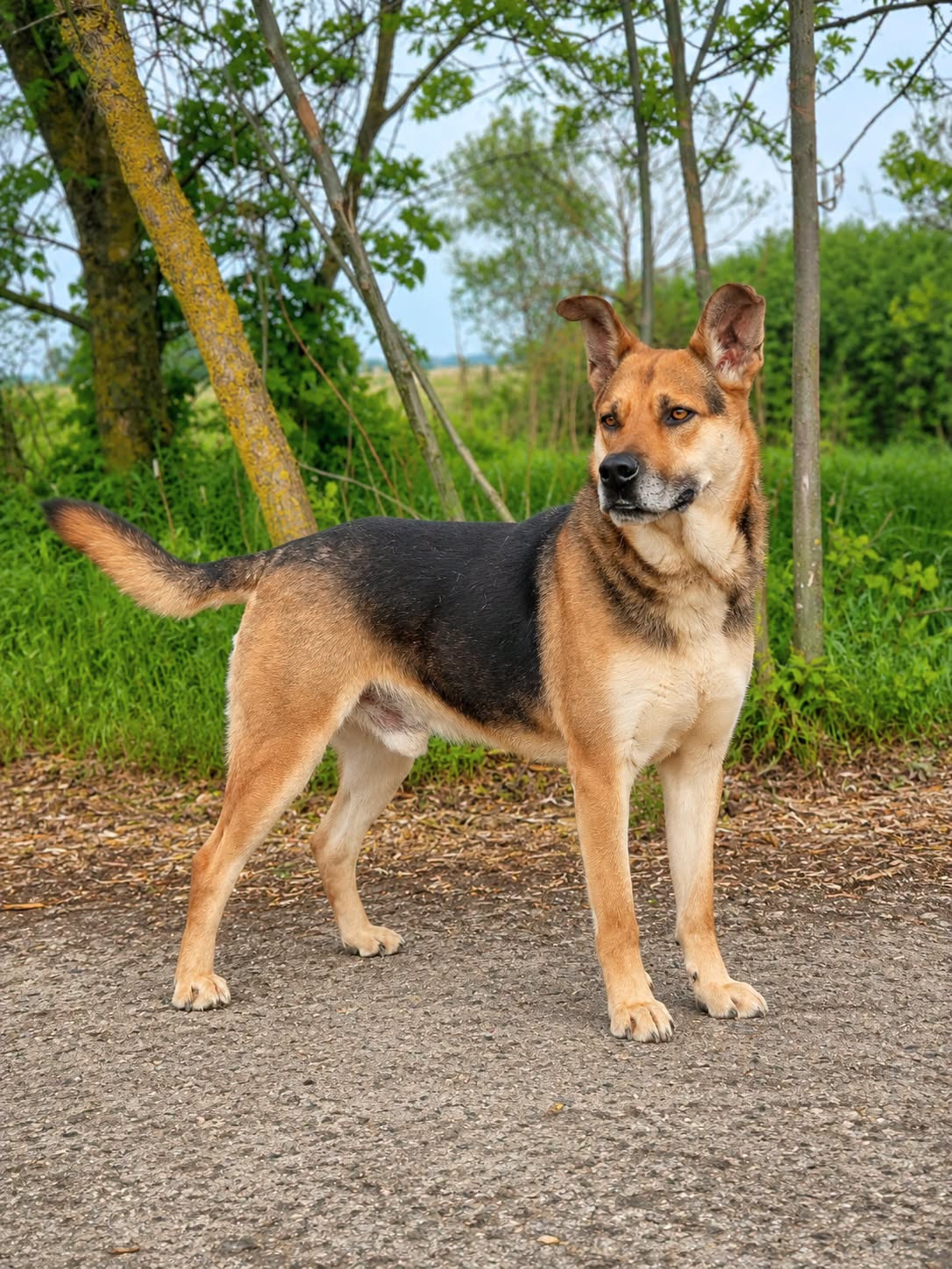 Dynamo