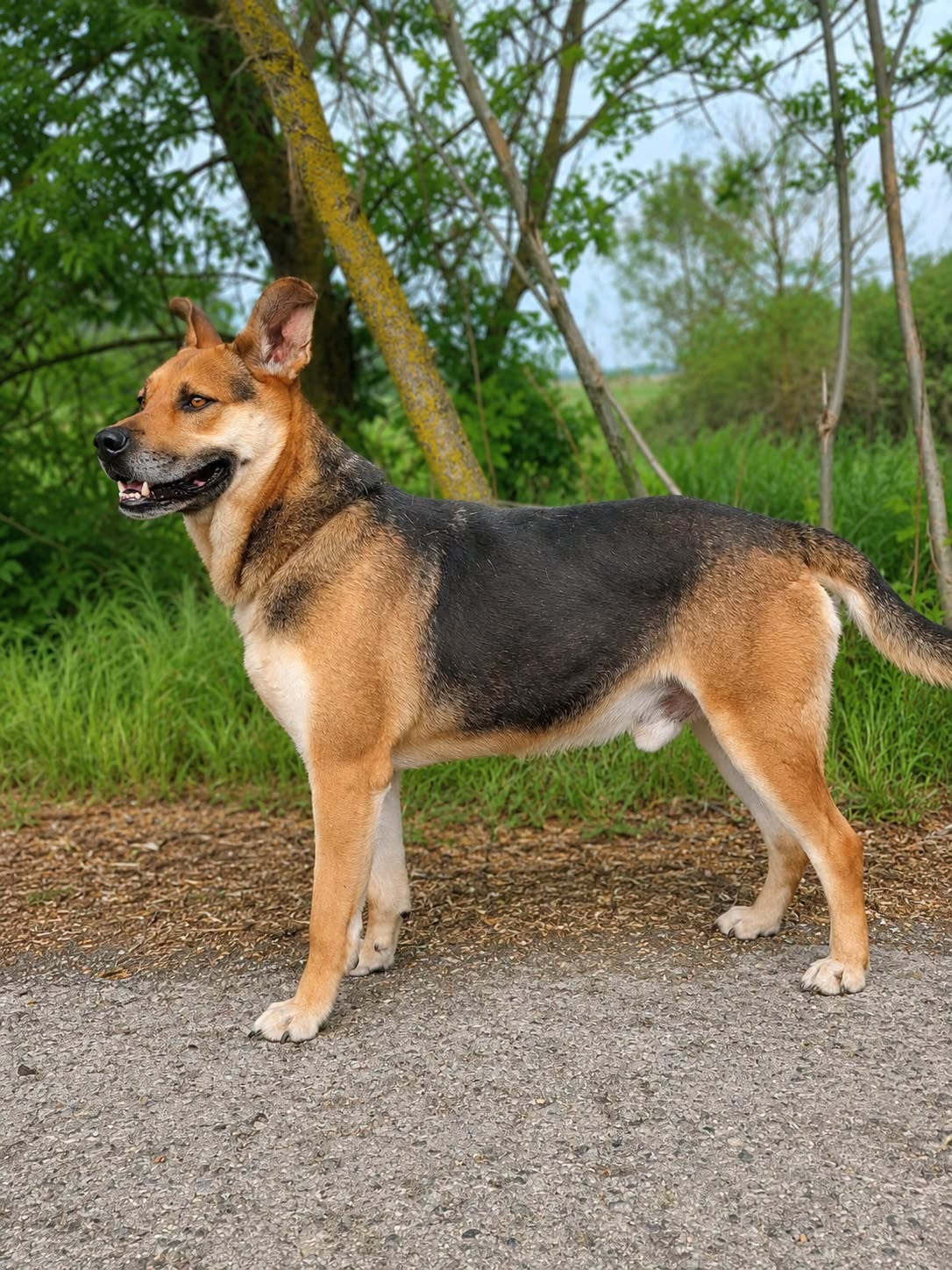 Dynamo