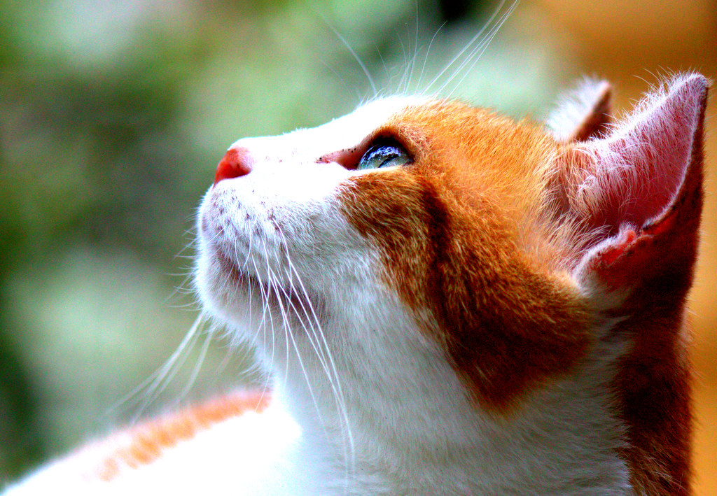 Micka