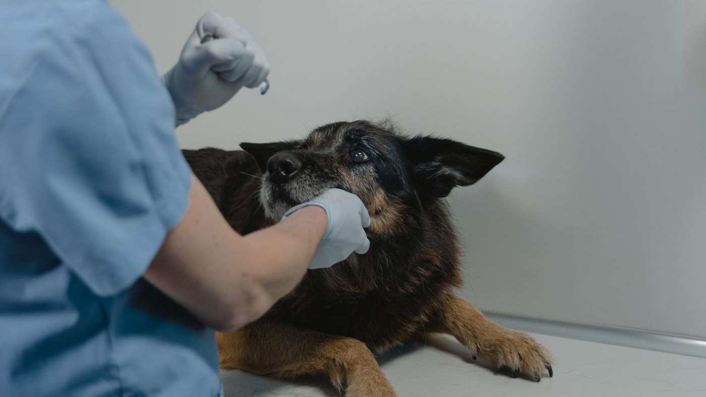 Pravidelná prohlídka u veterináře