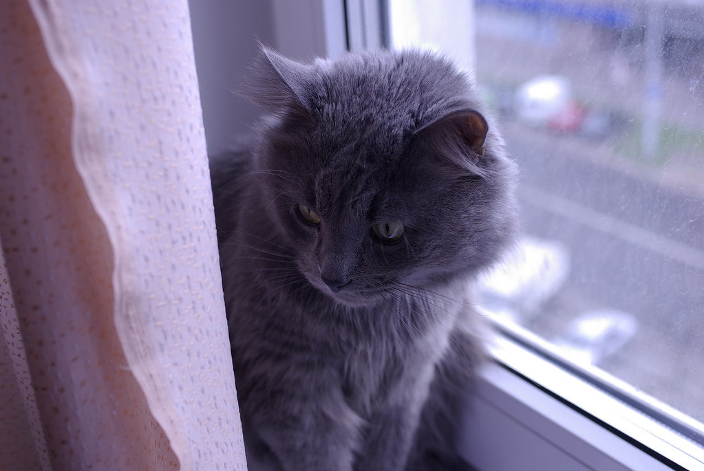 Molly